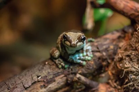 Pepper Tree Frog sitting on tree Stock Photos