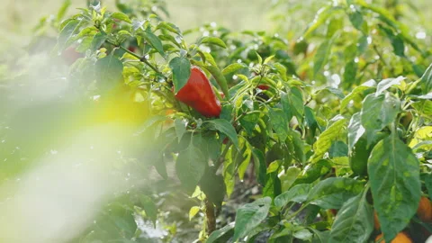 Pepper tree in garden with drop of water on leaves. Vegetable in garden. Concept Stock Footage 194460889