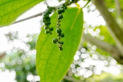 Pepper tree in the garden Stock Photos