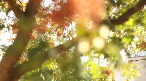 Pepper Tree Golden Hour Video stock 32598223