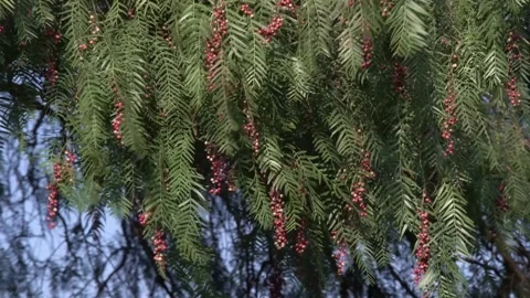 Pepper tree leaves and seeds Video stock 191287615