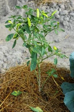 Pepper tree Stock Photos