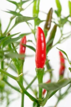 Pepper tree Stock Photos