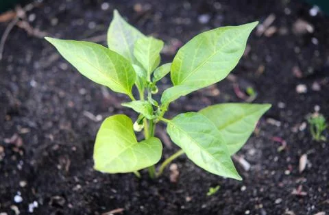 Pepper tree Stock Photos