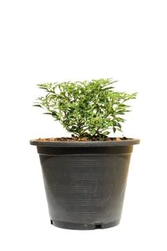 Pepper tree pot in pot on isolated Foto stock