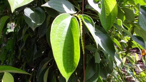 Pepper trees that have already borne fruit grow in the garden Stock Footage 295215916