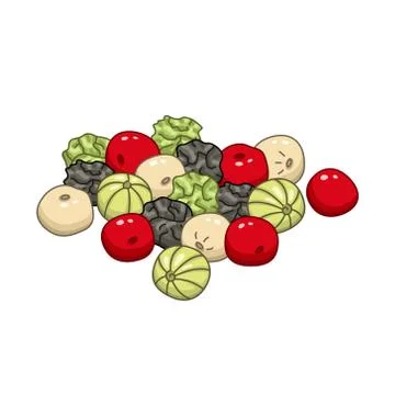 Pepper vector colored botanical illustration Stock Illustration