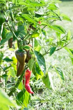 Pepper vertical Stock Photos