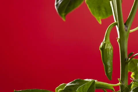 Pepper on the vine Foto stock
