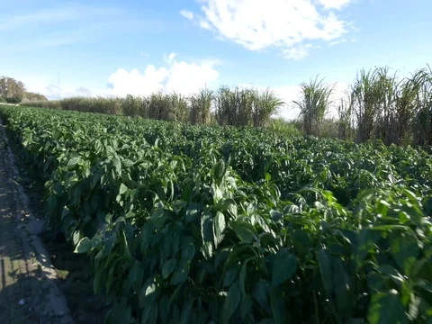 Pepper Worker Harvesting Stock Footage 75382818