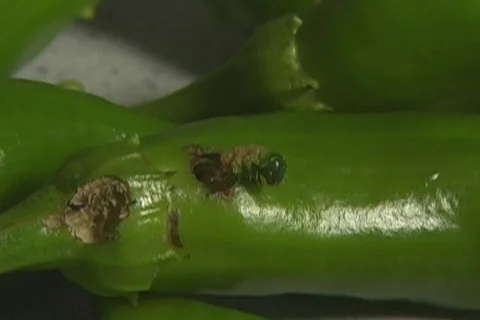 Pepper Worm Stock Footage 266052