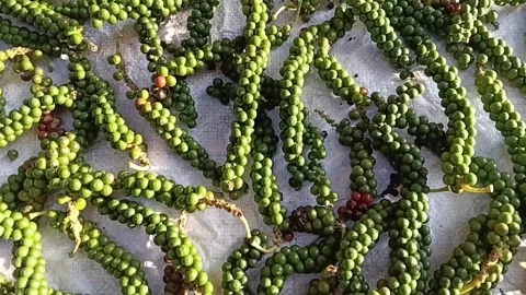 Peppercorns Drying Sun Green Pepper Drying Zoom Stock Footage 339250912