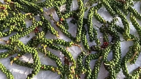 Peppercorns Drying Sun Green Pepper Drying Sun Stock-Footage 339250922