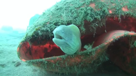 Peppered moray - commom name white moray Video stock 77425696