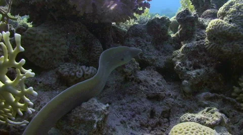 Peppered Moray Eel Stock Footage 736984