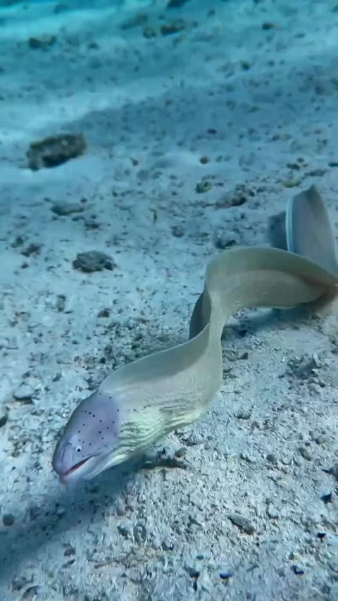 Peppered Moray Eel Moving Across the Sandy Seabed Vídeos de archivo 344396266