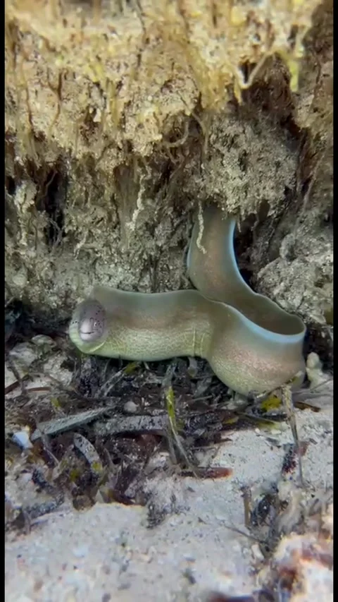 Peppered Moray Eel Resting Under a Sandy Coral Overhang Vídeos de archivo 344396280