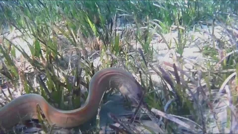 Peppered Moray Eel Searching for Food in Seagrass and Sand 库存影片 343728840