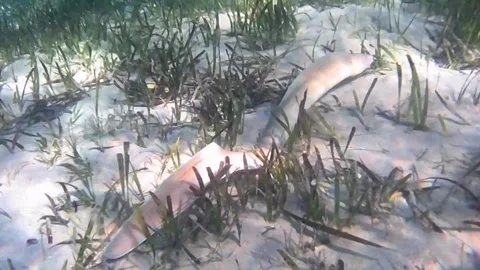 Peppered Moray Eel Swimming Over Sandy Seabed Through Seagrass Close Up, Red Sea Stock Footage 340060677