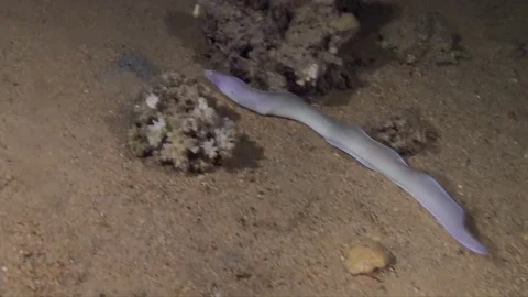Peppered moray . Video stock 78210046