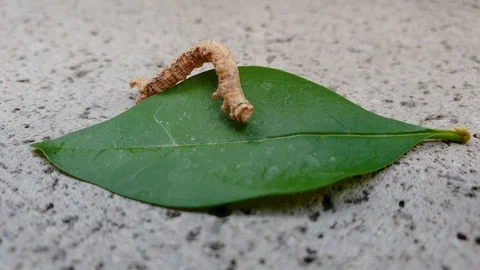 Peppered moth caterpillar moving on green leaf Stock Footage 115478072