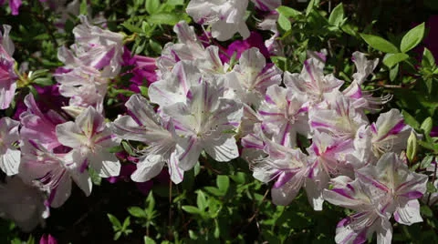 Peppermint azalea blossoms Stock Footage 22771940
