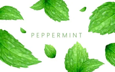 Peppermint background design 스톡 일러스트