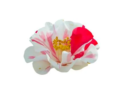 Peppermint camellia Stock Photos