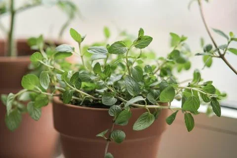 Peppermint in a clay pot on the windowsill Stock Photos