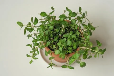 Peppermint in a clay pot on the windowsill Stock Photos