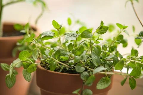 Peppermint in a clay pot on the windowsill Stock Photos
