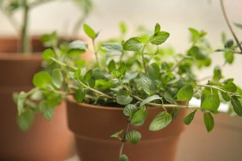 Peppermint in a clay pot on the windowsill Stock Photos