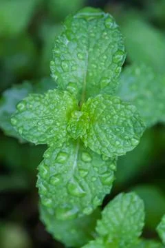 Peppermint closeup after the rain Stock Photos