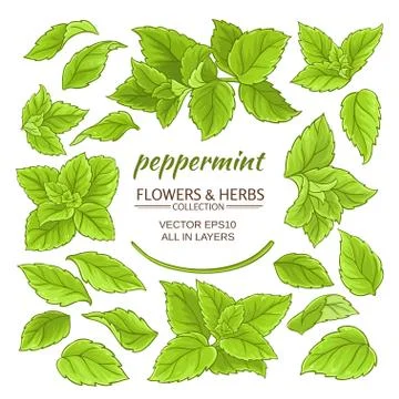 Peppermint elements set Stock Illustration