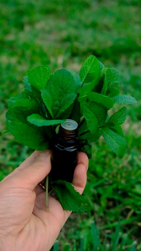 Peppermint essential oil in the garden. Selective focus. Stock Footage 321369791