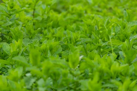 Peppermint field Stock Photos