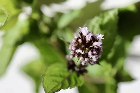 Peppermint flower close up Foto stock