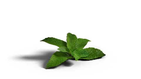 Peppermint Stock Footage 126492774