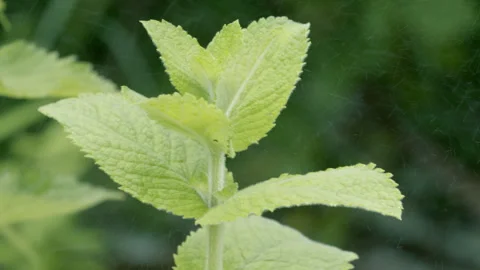 Peppermint fresh with raindrops. Video stock 278282797