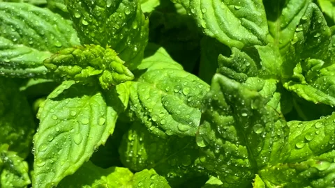 Peppermint in the garden. Fresh mint leaves with water droplets Stock-Footage 240068922