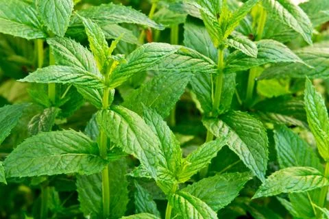 Peppermint in the garden Foto stock