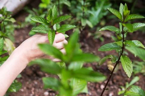 Peppermint in the garden 库存照片