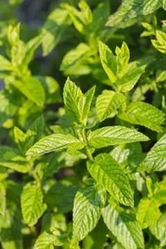 Peppermint in a garden in the sun Stock Photos