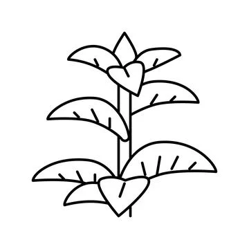 Peppermint herb line icon vector illustration Stock Illustration