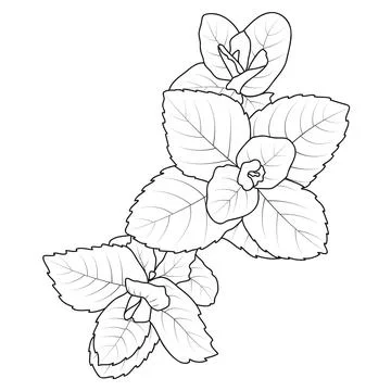 Peppermint Herb Spice Mint Leaves Outline Stock Illustration