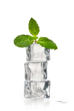 Peppermint on ice cubes Stock Photos