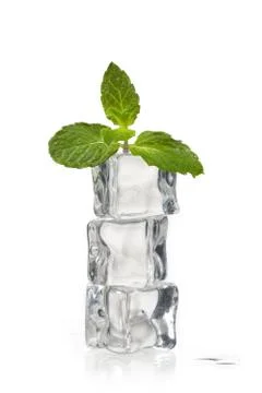 Peppermint on ice cubes Stock Photos