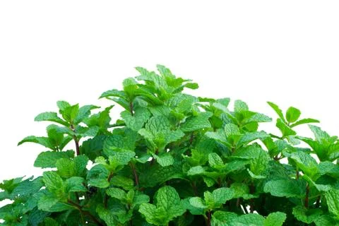 Peppermint isolated on white background Stock Photos