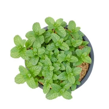 Peppermint isolated on white background Stock Photos