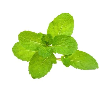 Peppermint isolated on the white background Stock Photos